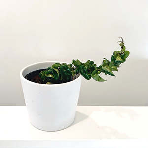 Hoya 'Hindu Rope' 12cm