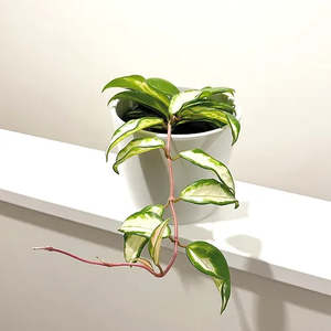 Hoya 'Krimson Princess' 12cm