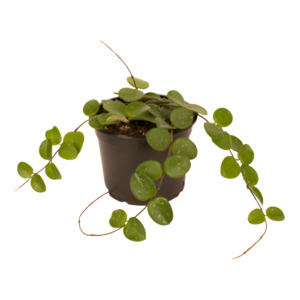 Hoya: Hoya 'Mathilde'