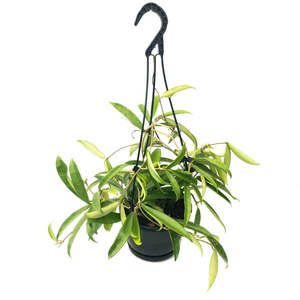 Hoya: Hoya 'Minibelle' (Hanging Basket)