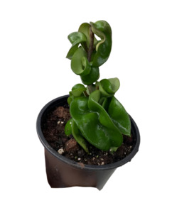 Hoya 'Hindu Rope'