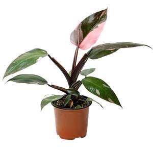 Philodendron 'Pink Princess' 12cm