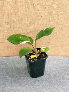 Philodendron 1: Philodendron White Knight