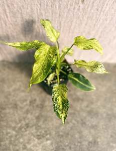 Philodendron Golden Dragon