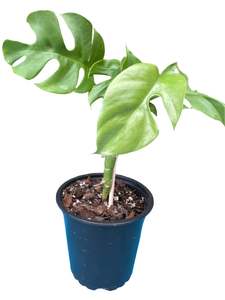 Mini Monstera