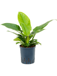 Philodendron 'Imperial Green'