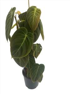 Philodendron 1: Philodendron 'Black Gold'