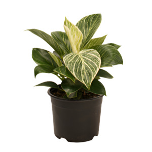 Philodendron birkin