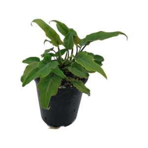 Philodendron 'Xanadu'