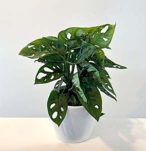 Monstera 'Monkey Mask' 14cm