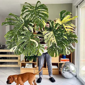 Monstera Thai Constellation 12cm