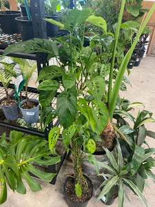 Monstera: Monstera adansonii 'Laniata'