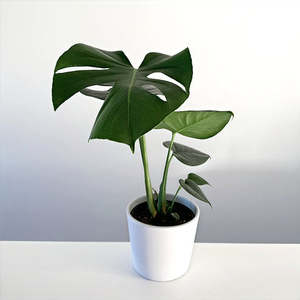 Monstera deliciosa 14cm