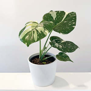 Monstera: Monstera 'Thai Constellation' 12cm