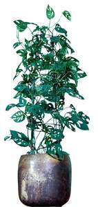 Swiss Cheese Vine (Large)