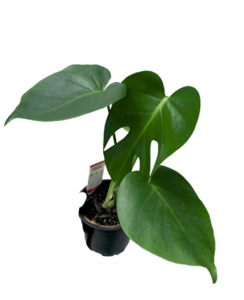 Monstera: Monstera deliciosa 12cm