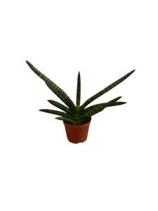 Snake Plant 'Cylindrical Fan'