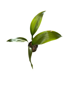 Other Indoor Collectables: Aspidistra | Cast Iron Plant