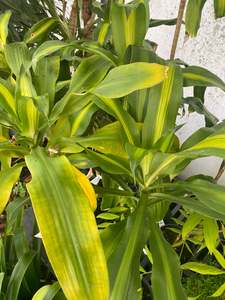 Other Indoor Collectables: Dracaena fragrans 'Massangeana'