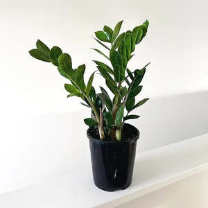 Other Indoor Collectables: ZZ Plant Green Zamioculcas (Zanzibar Gem)