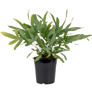 Other Indoor Collectables: Phlebodium 'Blue Star Fern'