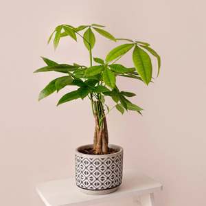 Pachira 'Money Tree'