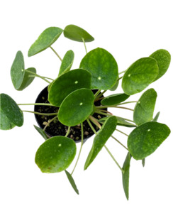 Other Indoor Collectables: Chinese Money Plant