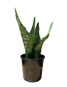 Snake Plant 'Robusta'