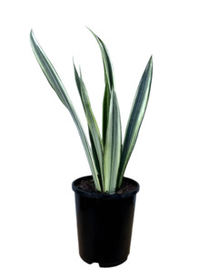 Snake Plant 'Bantel's Sensation'