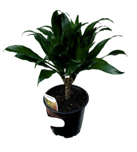 Other Indoor Collectables: Dracaena compacta 'Janet Craig'