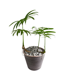 Dragon Tail Plant