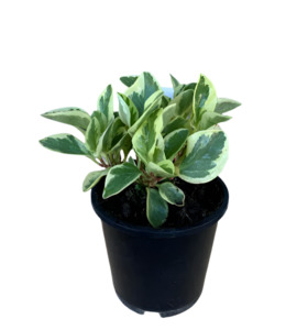 Other Indoor Collectables: Peperomia obtusifolia 'Variegated'