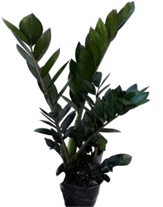 Other Indoor Collectables: ZZ Plant (Zanzibar Gem) 'Black'