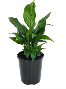 Other Indoor Collectables: Peace Lily