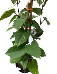Kangaroo Vine