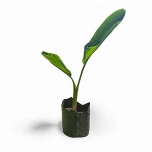 STRELITZIA NICOLAI | Giant Bird of Paradise