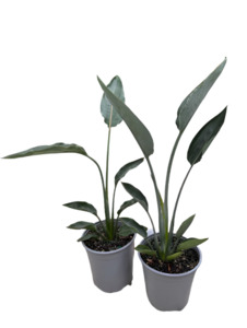 Strelitzia: Bird of Paradise 'Mandela's Gold'