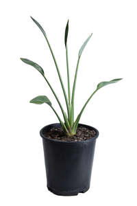 Strelitzia: Narrow Leafed Bird of Paradise 3.3ltr