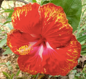 Hibiscus 'Flame'
