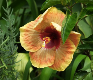 Outdoor Collectables: Hibiscus 'Dr Katzuki'