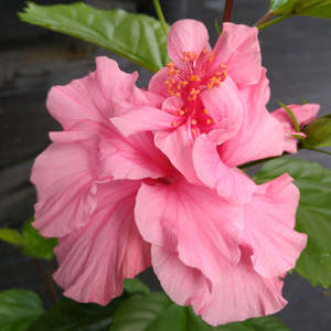 Outdoor Collectables: Hibiscus 'Suva Queen'