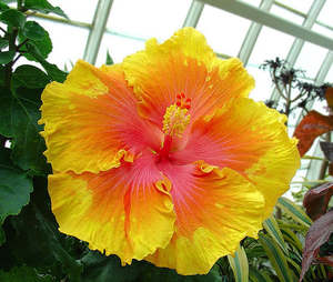 Hibiscus 'The Path'