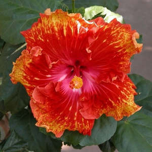 Outdoor Collectables: Hibiscus 'Sun Showers'