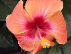 Outdoor Collectables: Hibiscus 'Augie Miller'