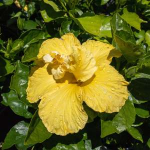 Outdoor Collectables: Hibiscus 'Macdelveons Yellow'