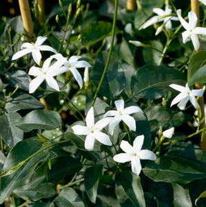 Outdoor Collectables: Lemon Scented Azores Jasmine | Jasminum azoricum 2ltr