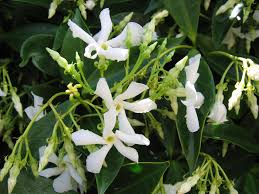Outdoor Collectables: Star Jasmine | Trachelospermum jasminoides 2ltr