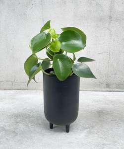 Indoor Collectables: Peperomia polybotrya ‘raindrop’