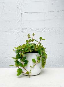 Indoor Collectables: Peperomia 'Rocca Verde'