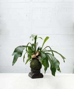 Indoor Collectables: Platycerium Netherlands - Staghorn